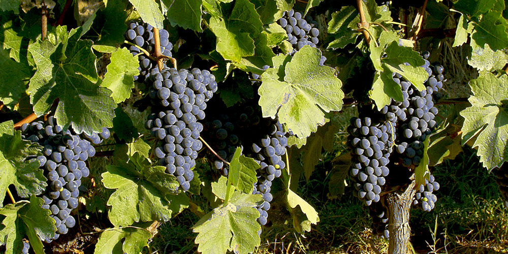 Quali sono i migliori abbinamenti ai piatti tipici delle Langhe?