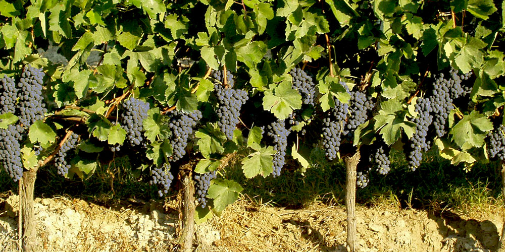 Abbinamenti con il Langhe Nebbiolo e il Barolo