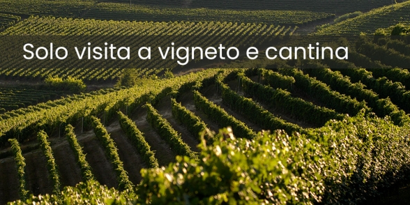 Visita in vigneto, cantina e assaggio vini